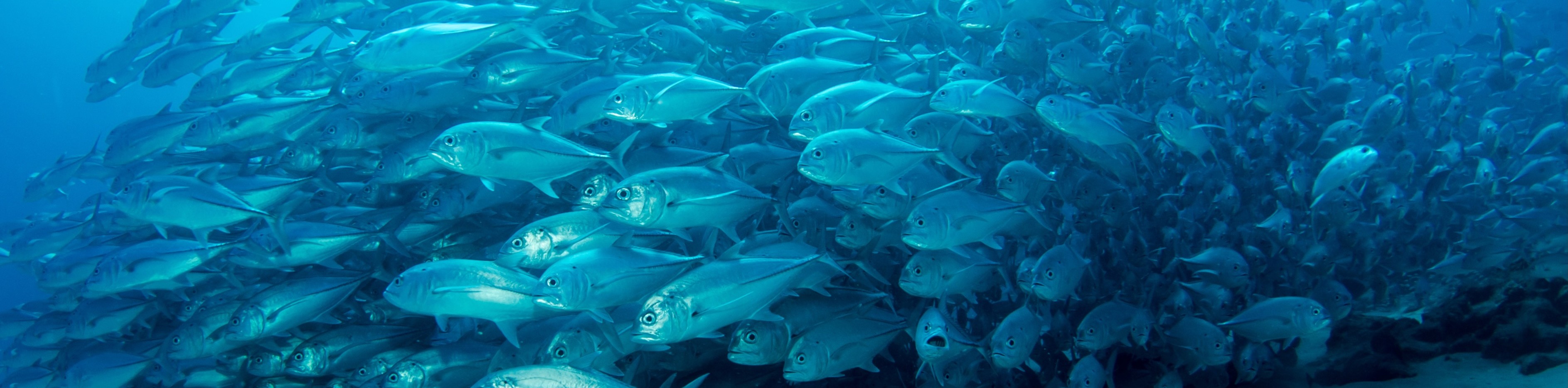 Home | FishMIP